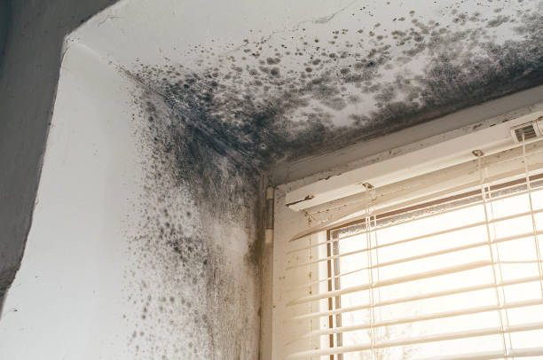 Trusted Commercial Mold Remediation service in Lincoln, MA - Cheap Mold Removal